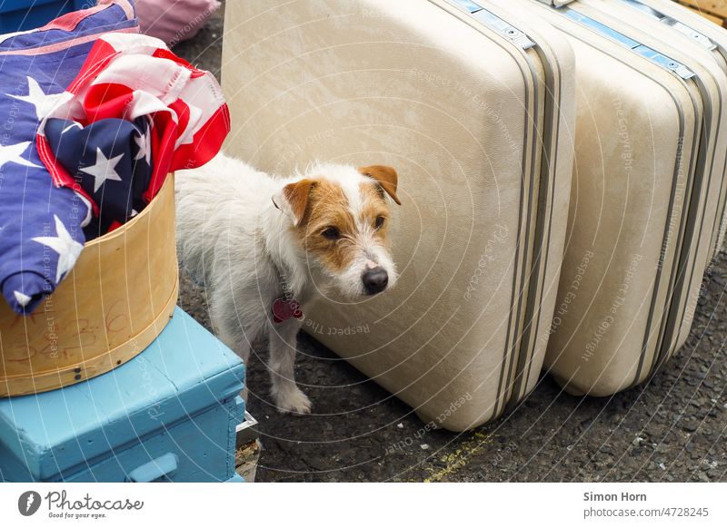 Hund zwischen Gegenständen Westen Koffer USA Haustier Amerika auswandern Flohmarkt amerikanische Flagge Stars and Stripes Versteck Gepäck warten Reihe Suchbild