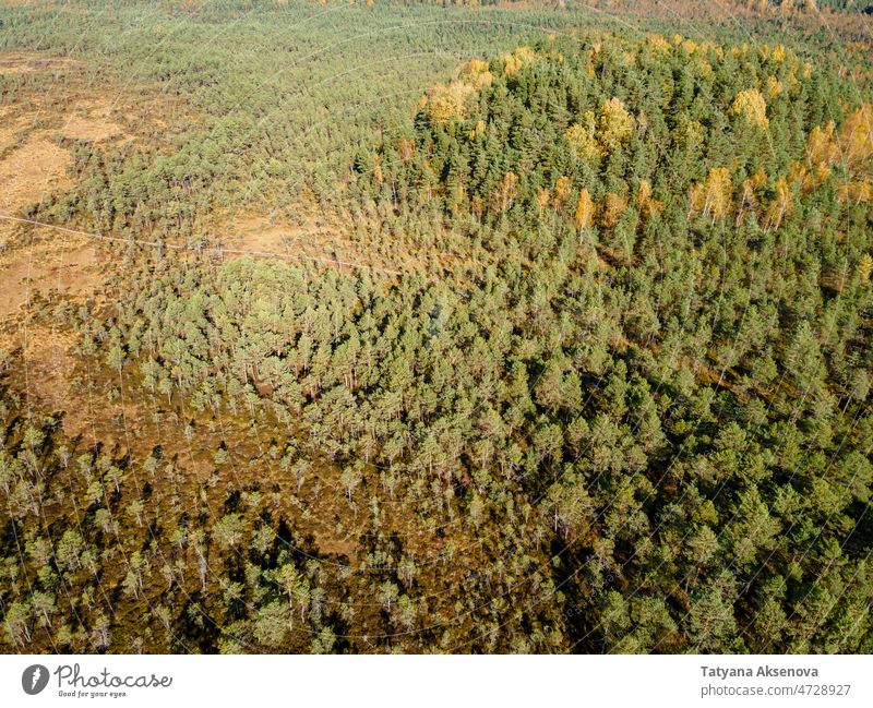 Sumpf oder Moor mit Wald im estnischen Naturschutzgebiet Kakerdaja Herbst fallen Sumpfgebiet Antenne wandern Estland Nachlauf Landschaft Baum im Freien Wetter