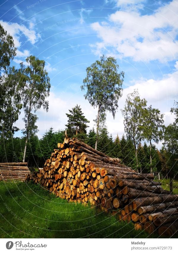 Sommerlicher Holzstapel im Teuto-Wald bei blauem Himmel und Sonnenschein in Oerlinghausen bei Bielefeld in Eeat-Wewstfalen-Lippe Deutsch nrw Deutschland