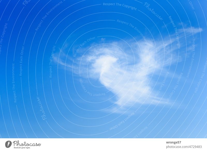 Eine Wolke in Vogelform schwebt am blauen Himmel Wolken Wolkengebilde Wolkenhimmel Vogelförmig Außenaufnahme Menschenleer Farbfoto Wolkenformation
