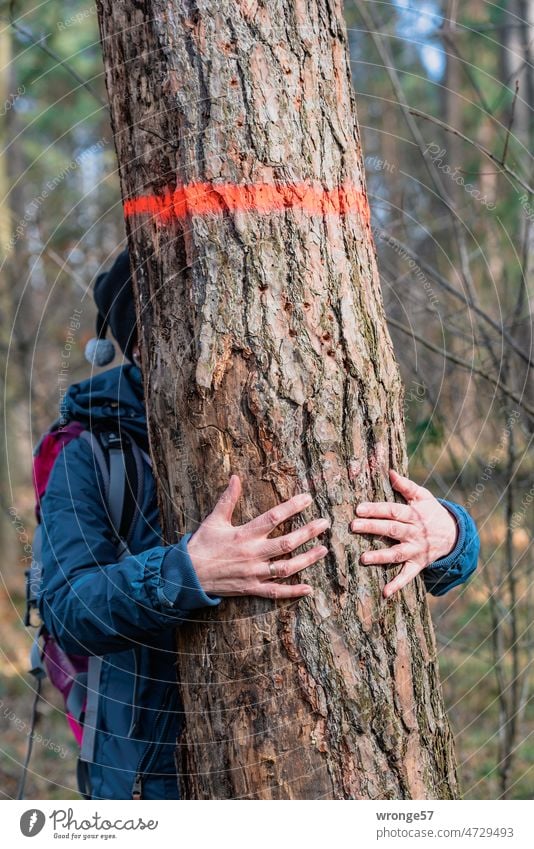 Baumkuscheln | Frau hält einen mit einem roten Farbring markierten Stamm einer Kiefer umschlungen Wald Natur Farbfoto Baummarkierung Waldpflege Kennzeichen