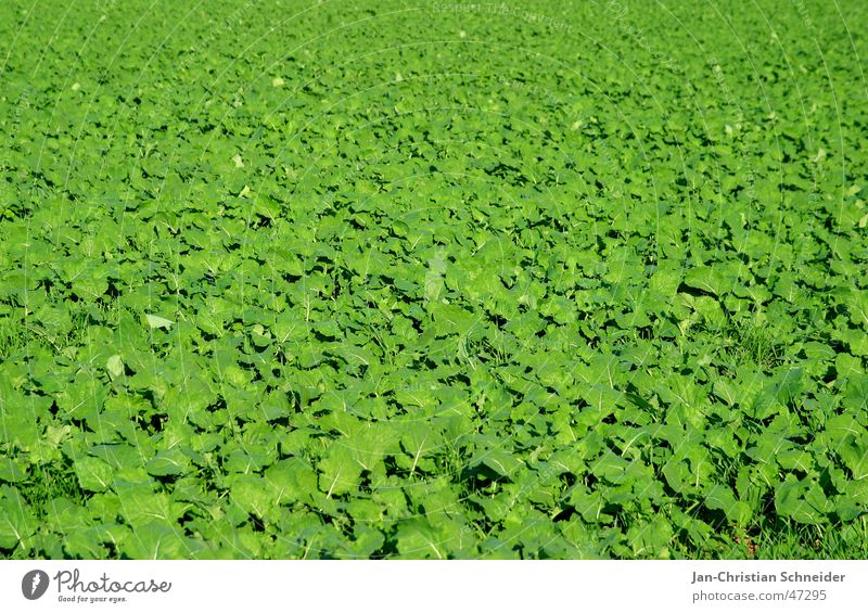 Green grün Feld Landwirtschaft Wachstum Blatt Pflanze Sonne hell