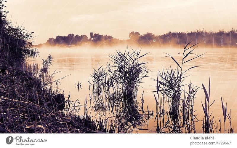 Morgennebel auf dem Wasser mit Gräsern im Vordergrund in Sepiastimmung Morgendämmerung ruhig Romantik Natur Nebel sepiafarben morgens uferpflanze Friedvoll