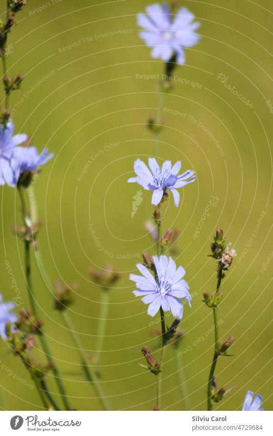 Blaue Zichorienblüten in Nahaufnahme mit grünem, unscharfem Hintergrund Natur Blume Chicorée blau Sommer Feld Pflanze Wiese wild allgemein Blüte natürlich Kraut