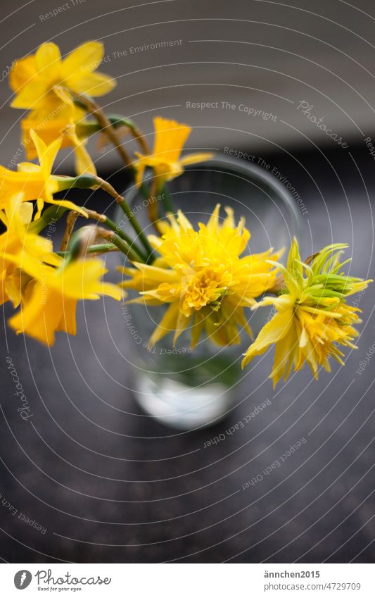 verschiedene gelbe Narzissen in einer Glasvase Frühling Blume Blüte Natur grün Vase Strauß Frühblüher Gelbe Narzisse Farbfoto Pflanze Blühend Frühlingsgefühle