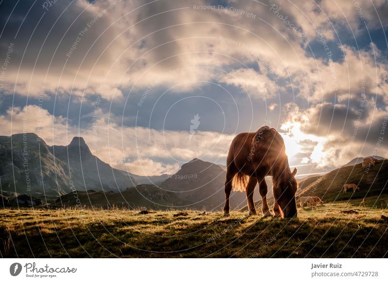 ein friedlich grasendes Pferd in Halbfreiheit bei Sonnenuntergang in einer Berglandschaft, im Gegenlicht ein Pferd auf einer Pyrenäenweide mit den Bergen im Hintergrund, Kopiervorlage