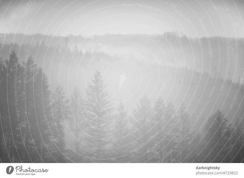 Geheimnisvoll wirkender Nebel in einer Gegend mit Wald und begrenzter Fernsicht und zur winterlichen Jahreszeit Wetter Land Landschaft Natur Baum Umwelt