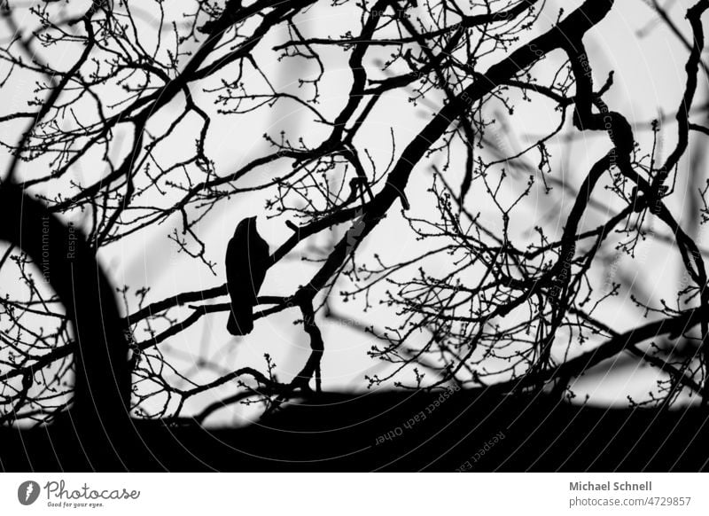 Krähe im Astwerk Vogel Rabenvögel schwarz Tier Baum Äste Äste und Zweige Schwarzweißfoto schwarzweiß Zweige u. Äste