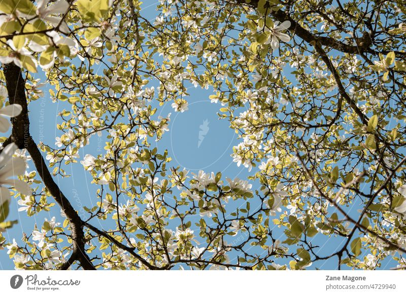 Blühende Magnolienbäume an einem klaren, sonnigen Frühlingstag Magnolienbaum Baum Überstrahlung blühender Baum Frühlingsbaum Frühlingsblüte Baumblume Top Himmel