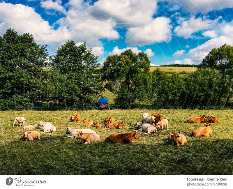 Rinderherde auf sattgrüner Weide mit heiterem Sommerhimmel Kühe Weidevieh Gras Landwirtschaft Herde Kuh Natur Nutztier Tiergruppe Umwelt Außenaufnahme Wiese