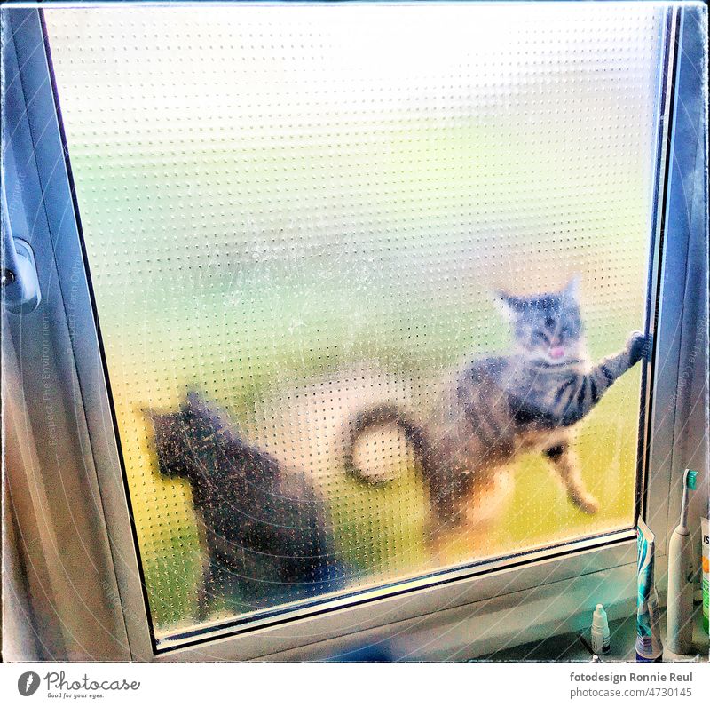 Zwei junge Katzen begehren Einlass am Fenster zum Badezimmer Katzenpaar Haustier Mitbewohner niedlich forsch Innenaufnahme Strukturglas Fellnase
