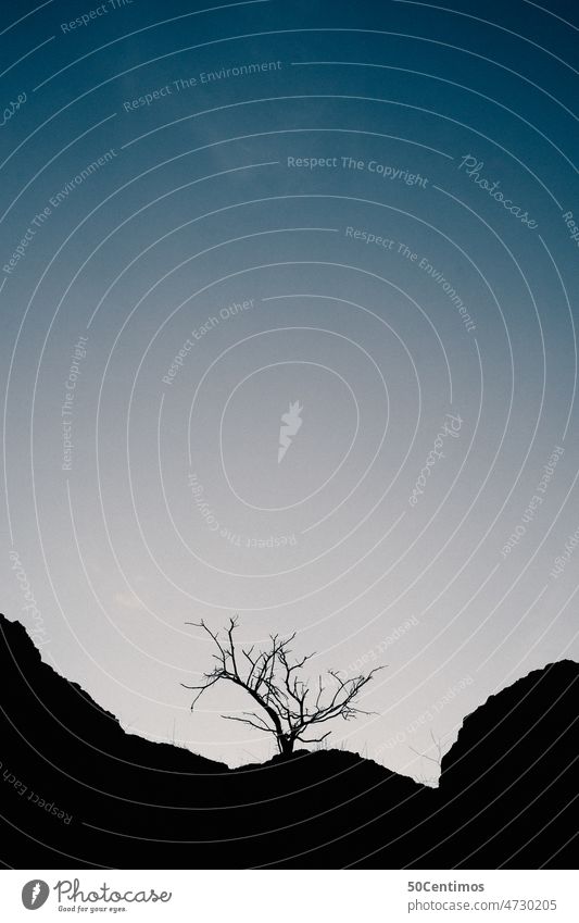 Wüstenbaum Baum kahl Monochrom Menschenleer Außenaufnahme Landschaft Natur blau Textfreiraum oben trocken Hügel Berghang