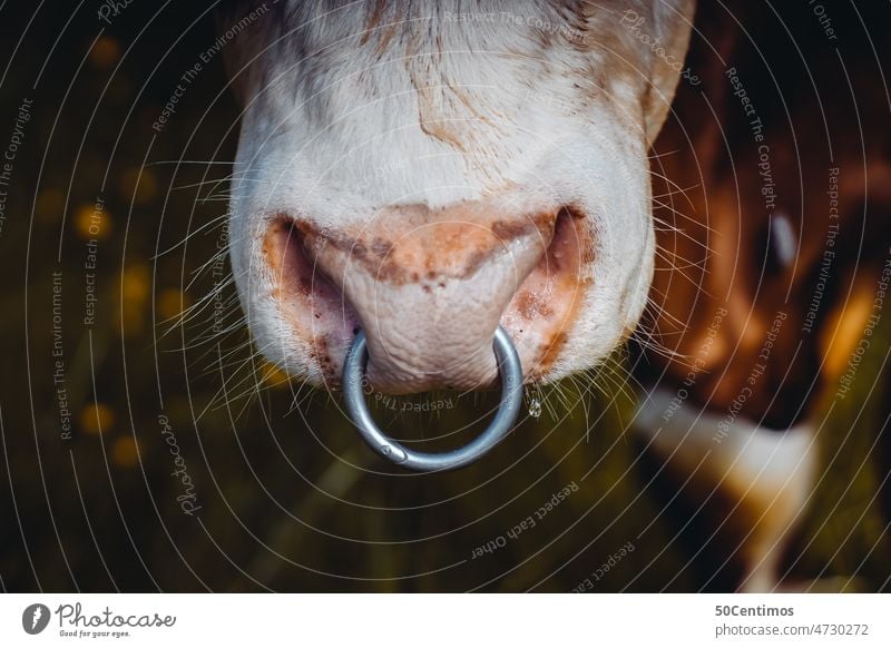 Nasenring Kuh Tier Farbfoto Außenaufnahme Nahaufnahme braun Schnauze Detailaufnahme Rind Landwirtschaft Nutztier Menschenleer Rinderhaltung Landleben Natur