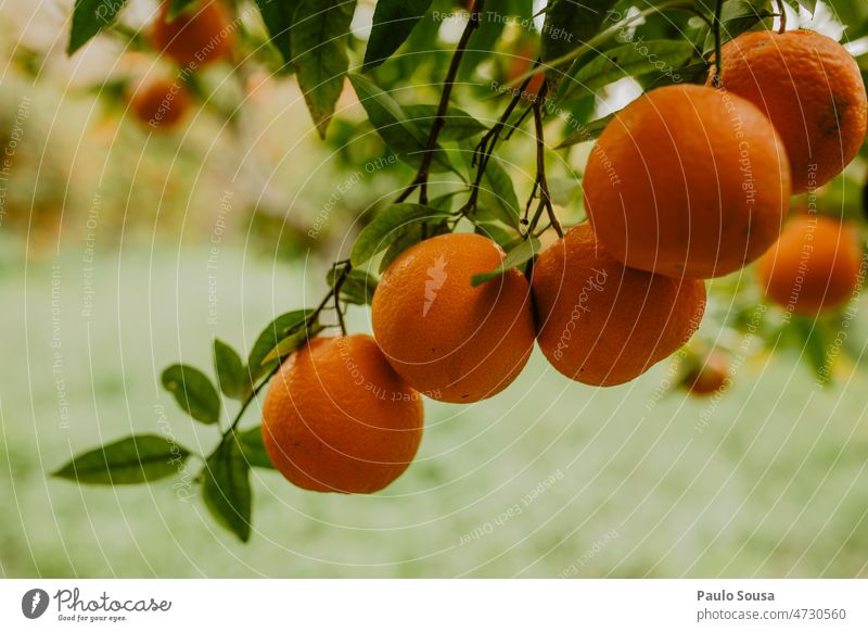 Orangen im Baum orange Orangensaft frisch Frische Bioprodukte Gesundheit Ernährung Gesunde Ernährung Vitamin Lebensmittel Farbfoto Zitrusfrüchte Frucht