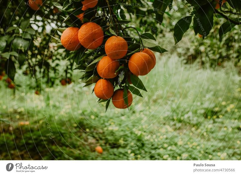 Orangen im Baum orange Orangensaft frisch Frische Bioprodukte Gesundheit Ernährung Gesunde Ernährung Vitamin Lebensmittel Farbfoto Zitrusfrüchte Frucht