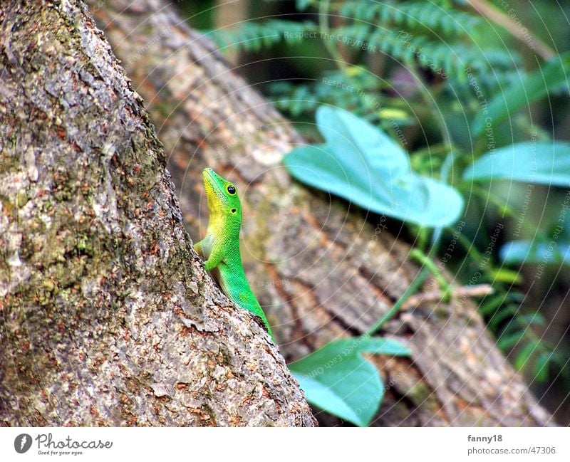 Gecko auf den Seychellen La Digue grün krabbeln Blatt Wald Baum Baumrinde Tier braun verstecken Blick Makroaufnahme