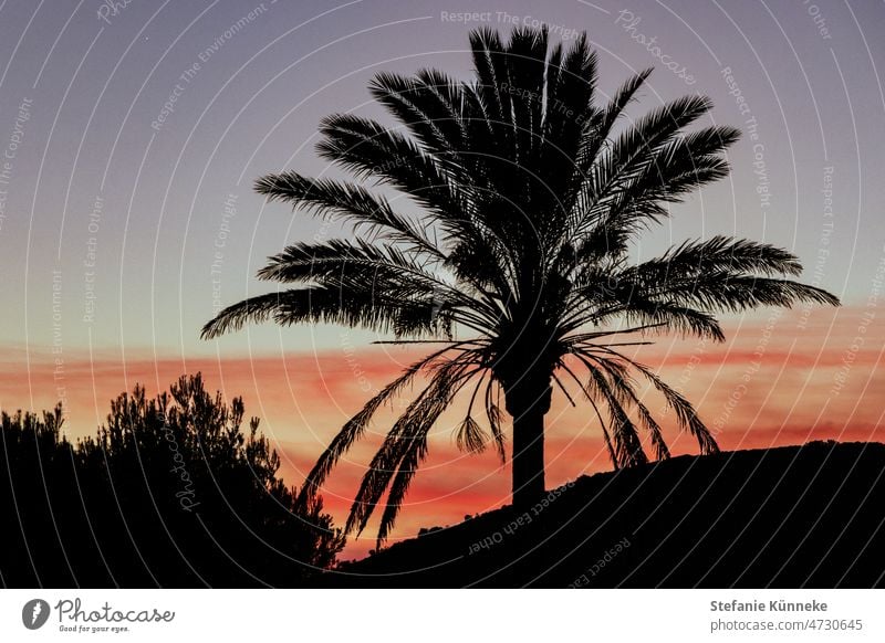 Sonnenuntergang auf Mallorca: Silhouette einer Palme Urlaub Ferien & Urlaub & Reisen Spanien Ruhe Hintergrund Landschaft Natur im Freien reisen holiday