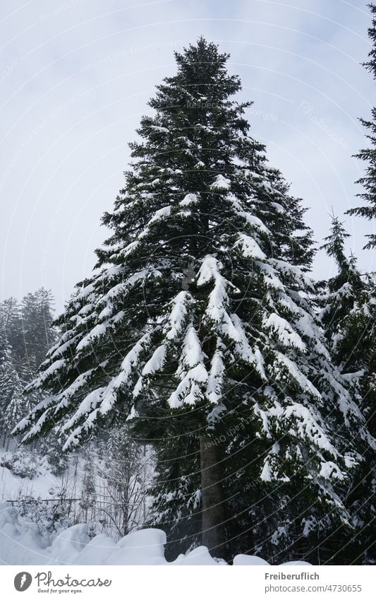 Nadelbaum im Winter Tanne Fichte Schnee Emporragend Dunkelgrün