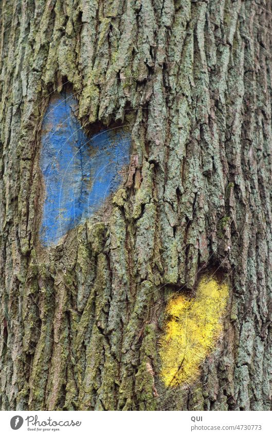 Zwei Herzen in einer Baumrinde...blau und gelb bemalt Baumstamm Natur Stamm Holz Symbol Liebe Zeichen Graffiti Gefühle Verliebtheit Liebeserklärung