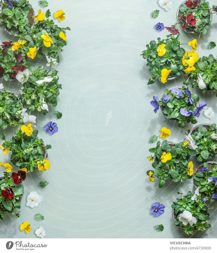 Sommerblumenrahmen mit bunt blühenden Topfstiefmütterchen auf blassblauem Hintergrund. Rahmen farbenfroh Überstrahlung eingetopft Stiefmütterchen Gartenarbeit