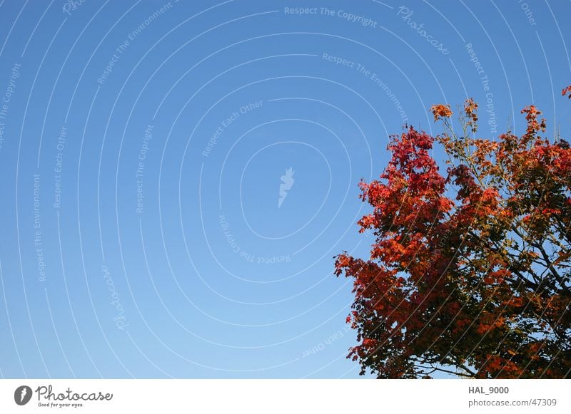 Herbstdings rot Baum Ahorn blau Himmel Natur Schönes Wetter