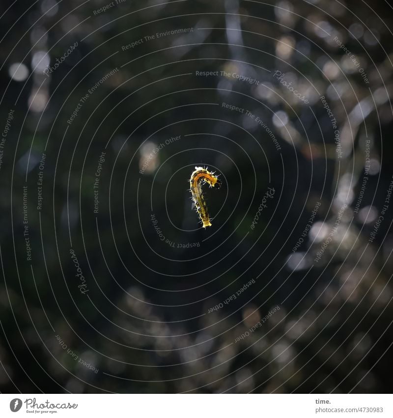hinterrücks | Raupe des Buchsbaumzünzlers Zünzler Natur Schädling hängen Tier Schmetterling gelb schwarz Nahaufnahme Unscharfe Raupenstadium Entwicklung