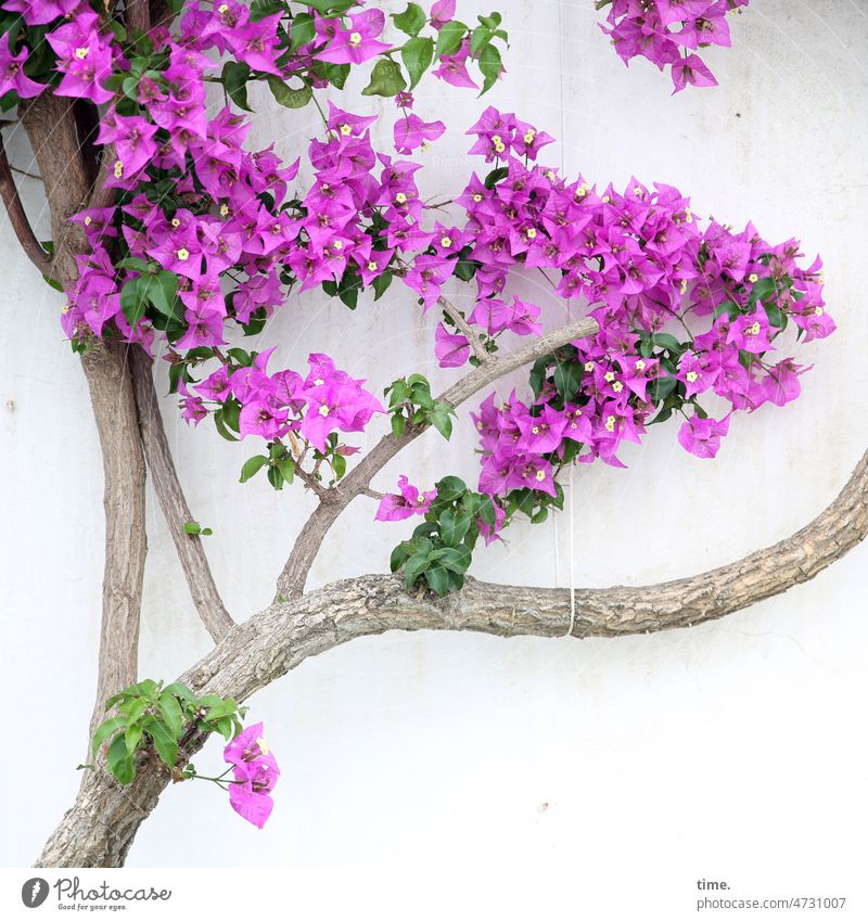 Zeit der Blüte baum blüte befestigt hauswand farbig blütenblätter bunt zweig ast alt violett pink wachstum stütze band
