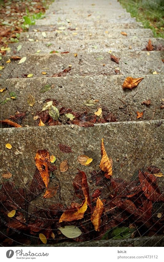 erste Herbststufe Umwelt Natur Wind Sturm Garten Park Treppe fallen dehydrieren Traurigkeit Vergänglichkeit Wege & Pfade Blatt Herbstlaub herbstlich