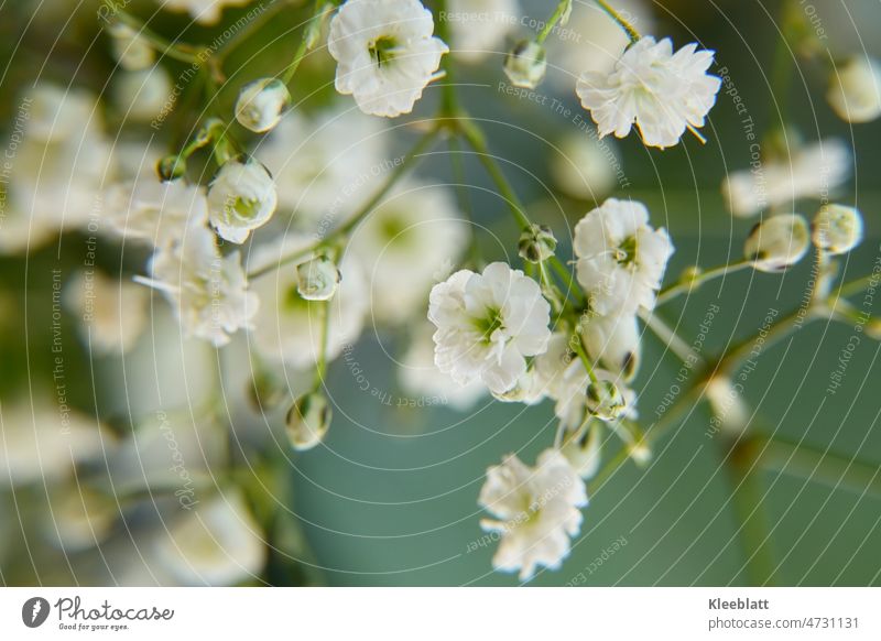 Nahaufnahme klassisches Schleierkraut - Rispiges Gipskraut Blüte weiß Blume Zentraler Blick Frühling Blumenstrauß Dekoration & Verzierung Muttertag Zart