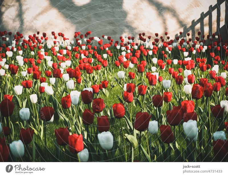 Tulpen im Klostergarten Garten Frühling Tulpenfeld Mauer viele Blühend Frühlingsgefühle Romantik Erholung Umwelt Idylle Inspiration Schattenspiel abstrakt
