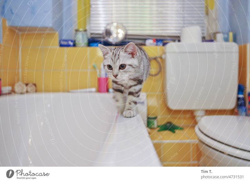 eine kleine Katze auf dem Badewannenrand tabby kitten Fell Hauskatze Farbfoto Schnurrhaar Haustier Tier cat getigert mietzi Auge Nase