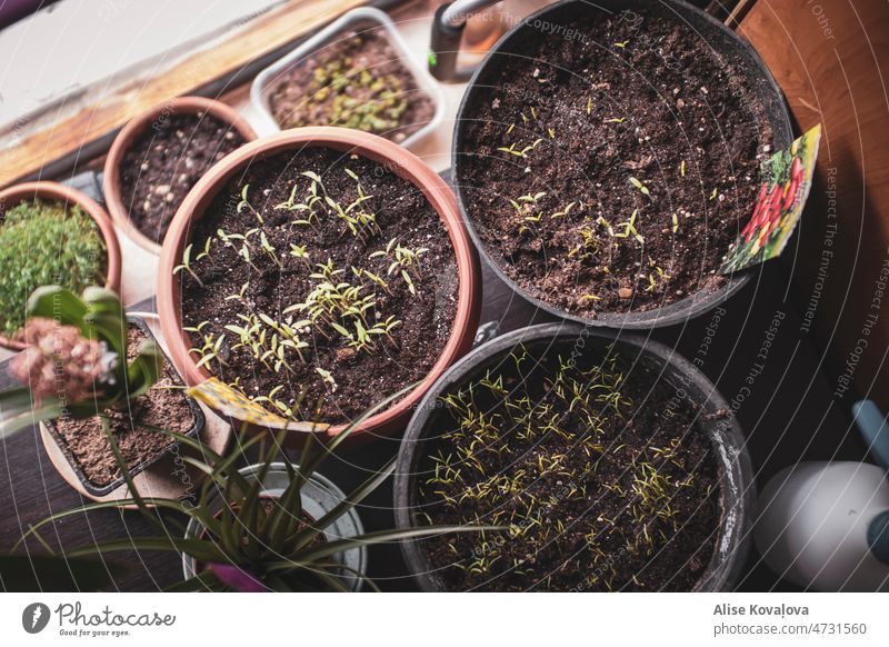 zu wachsen Pflanzen Sämlinge Samenpflanze grün klein Pflanzen in einer Töpferei selbstgenügsam vegtables Tomatenpflanze wachsend Wachstum Gartenarbeit Frühling