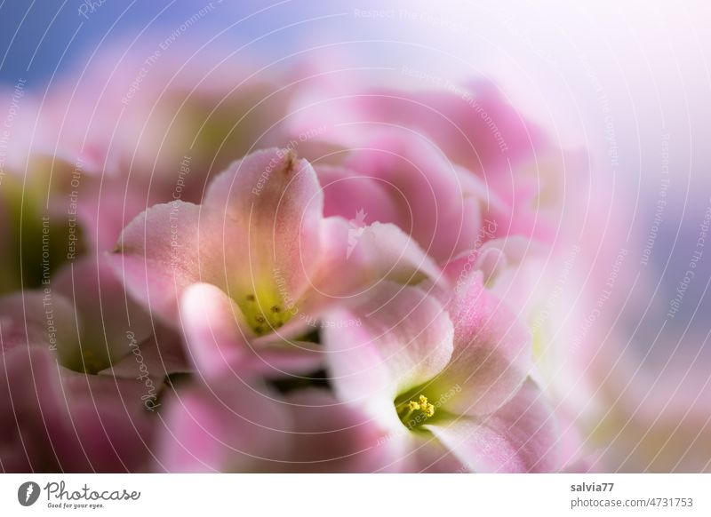 Blumengruß in rosa Blüte Kalanchoe Dickblattgewächs Flammendes Käthchen Makroaufnahme Madagaskarglöckchen Duft Frühling Menschenleer Blühend Pflanze Farbfoto