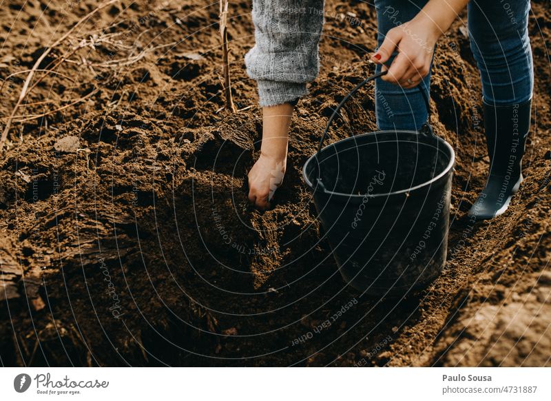 Nahaufnahme Frau beim Säen von Kartoffeln Aussaat Ackerbau Samen Linie braun Korn Wachstum Feld ökologisch grün Erde Pflanze Umwelt Bioprodukte