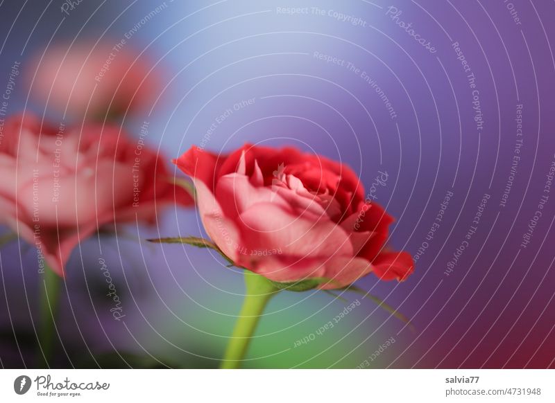 Farbcontest | Rosenduft rote Rosen Duft Blume Blüte schön blühend Dekoration & Verzierung Schönheit Pflanze lila Natur Valentinsgruß romantisch Hintergrund