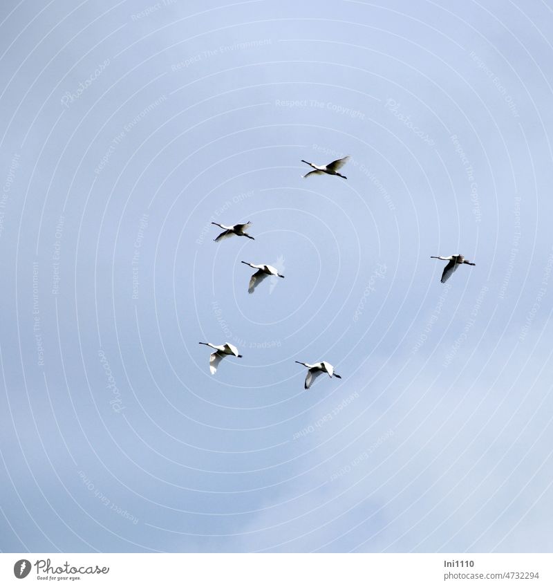 Flugübungen der Löffler auf Borkum Spätsommer Vogel Zugvogel Tiergruppe 6 Tiere Platalea leucorodia Löffelreiher Schnabel löffelartig Schnabelspitze