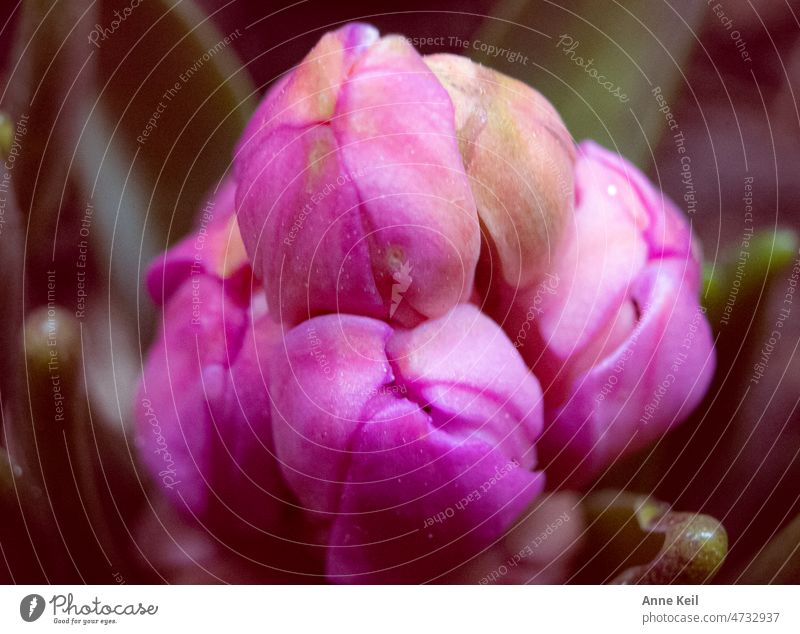 Hyazinthen-Knospe pink von oben Macro Makroaufnahme Natur Farbfoto Pflanze Frühling Detailaufnahme Blume