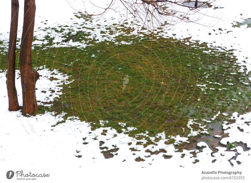 Grünes Gras, umgeben von Schnee. abstrakt Kunst Hintergrund Ruhe Nahaufnahme kalte Witterung Farbe Design Erde Wald grünes Gras Boden Landschaft Natur im Freien