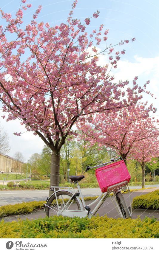 Frühling - unter rosa blühenden Bäumen steht ein weißes Fahrrad mit pinkfarbenem Korb Baum Zierkirsche Park Fahrradkorb Frühlingsstimmung Weg Straße Gradierwerk