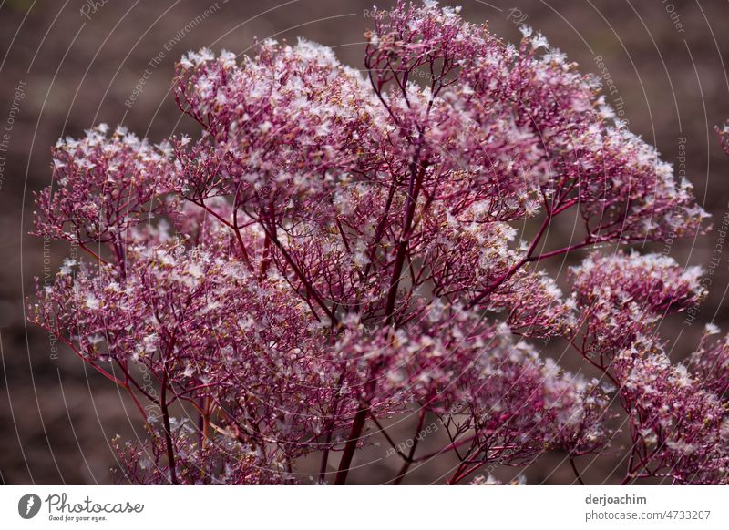 Der Frühling ist da. Wunderschöner rosa weißer  Blütenhender Strauch und im vollen Sonnenschein. Blütenknospen Blume Pflanze Natur Farbfoto Außenaufnahme