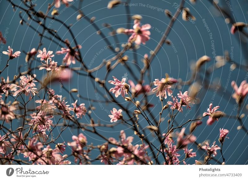 Magnolienbaum mit vielen rosa Blüten Magnoliengewächse Magnolienblüte Baum Frühling Natur Pflanze Blühend Außenaufnahme Farbfoto schön Menschenleer Wachstum