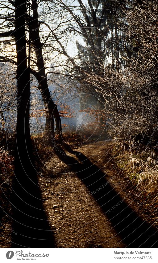 Auf der Schattenseite Baum Wald Nebel Fußweg Schotterweg Gegenlicht Winter Herbst Sträucher Geäst Wegrand Unterholz Stimmung Sonne Wege & Pfade kiesstrasse