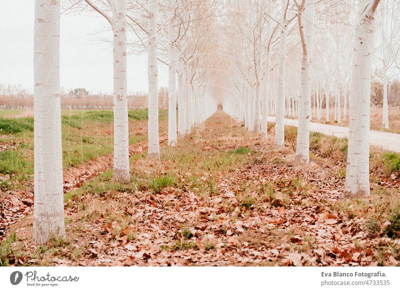 Horizontale Ansicht von Schöner Weg mit Bäumen bedeckt im Wald. Natur und Nachhaltigkeit Herbst Frühling nachhaltig niemand Blätter braun Winter Linie wolkig