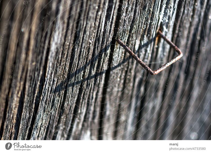 Rostige Heftklammer in verwittertem Holz. Mit Schatten und Spinnenfaden. Büroklammern Patina Riss alt Strukturen & Formen Holzstruktur festgemacht einfach
