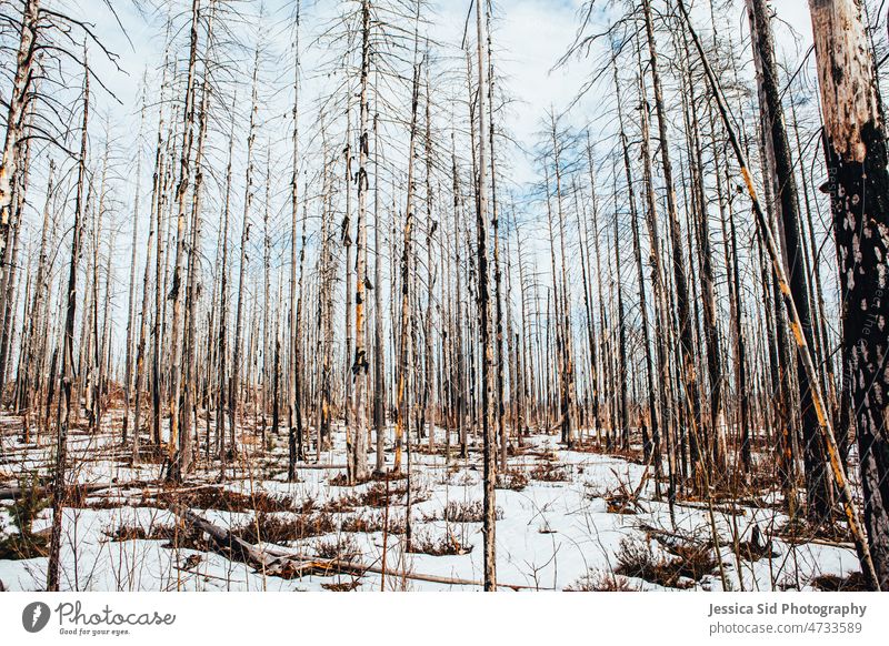 Birkenbäume in verschneiter Landschaft Natur Bäume