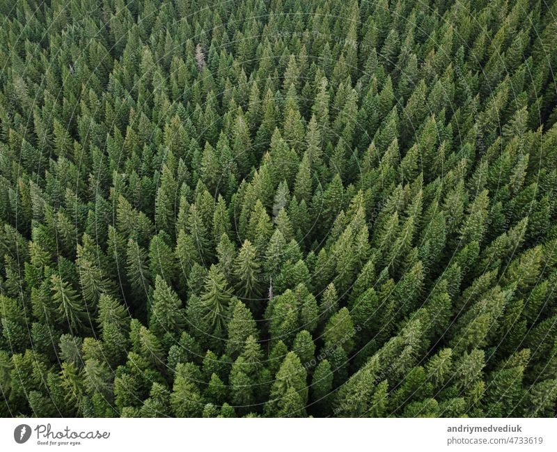 Luftaufnahme von oben Kiefernwald. Textur des Nadelwaldes Blick von oben. Grüner Hintergrund Natur. Bild mit Drohne genommen Wald grün Holz Baum natürlich