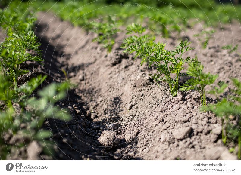 Junge grüne Blätter einer wachsenden Karotte. Karotten wachsen in den Betten in der Bauern Feld, Karotten ragen über den Boden, Gemüse in Reihen gepflanzt. Ökologische Landwirtschaft, landwirtschaftliches Konzept