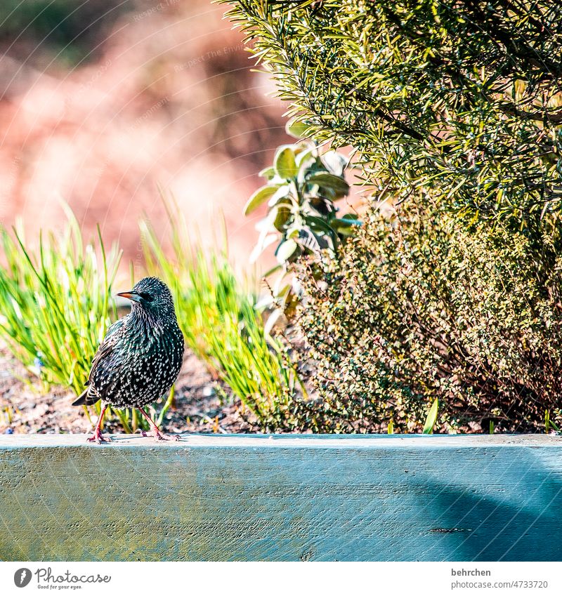 teekesselchen | ich bin ein STAR… witzig Gefieder fliegen Tierwelt Ornithologie Singvogel Star Umwelt Vögel Garten Jahreszeiten hübsch niedlich Tierliebe