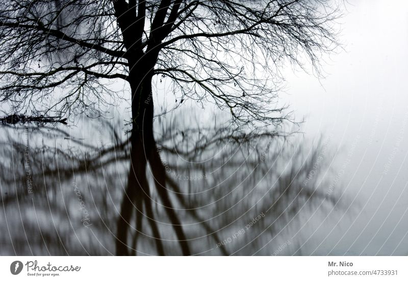 confuse Reflexion & Spiegelung Schatten abstrakt Experiment Illusion Flussufer Hochwasser Baum Surrealismus Zweige u. Äste geheimnisvoll mystisch Nebelschleier