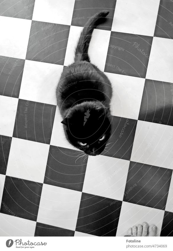 Schachbrettkatze II - Schwarze Katze auf schwarz/weißem Küchenfußboden schaut nach ober, neugierig, welcher Mensch da vor ihr steht. Ein kleines Stückchen Fuß ist für den Betrachter noch mit drauf.